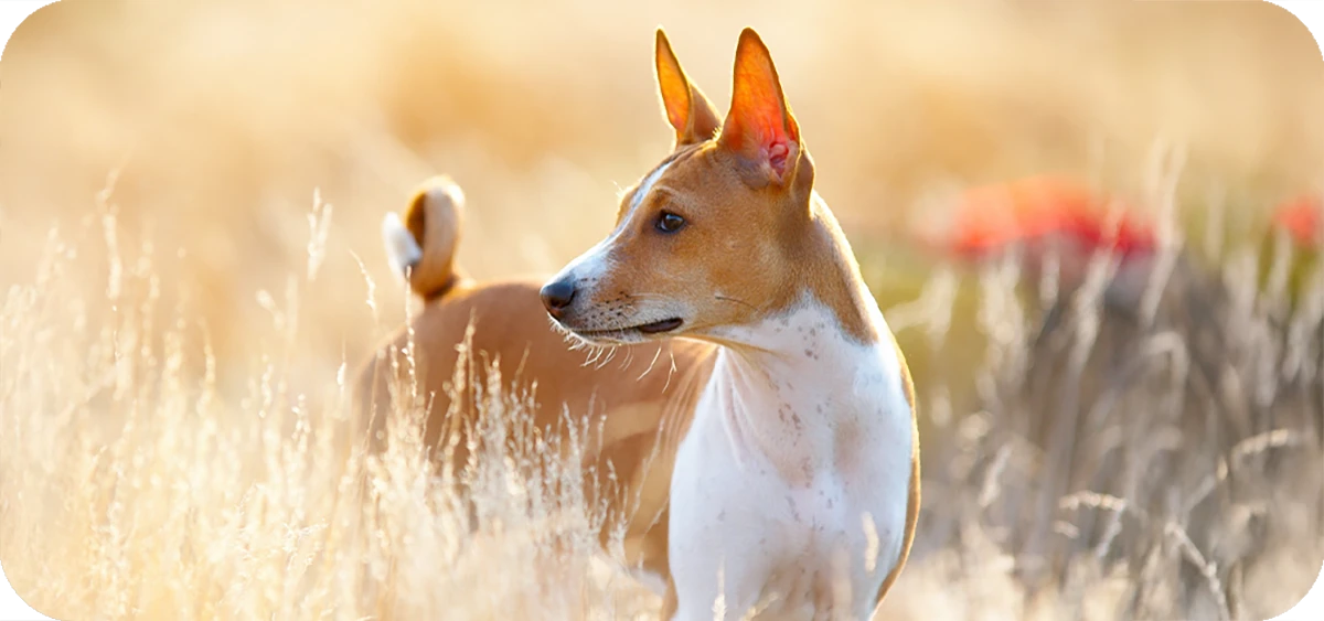16. El Basenji, el perro de raza mediana que no ladra