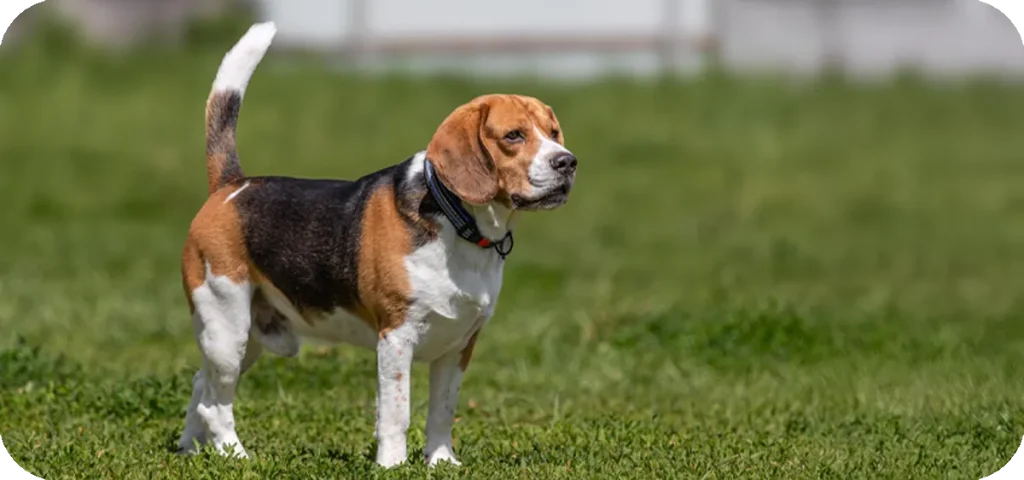 Beagle 1