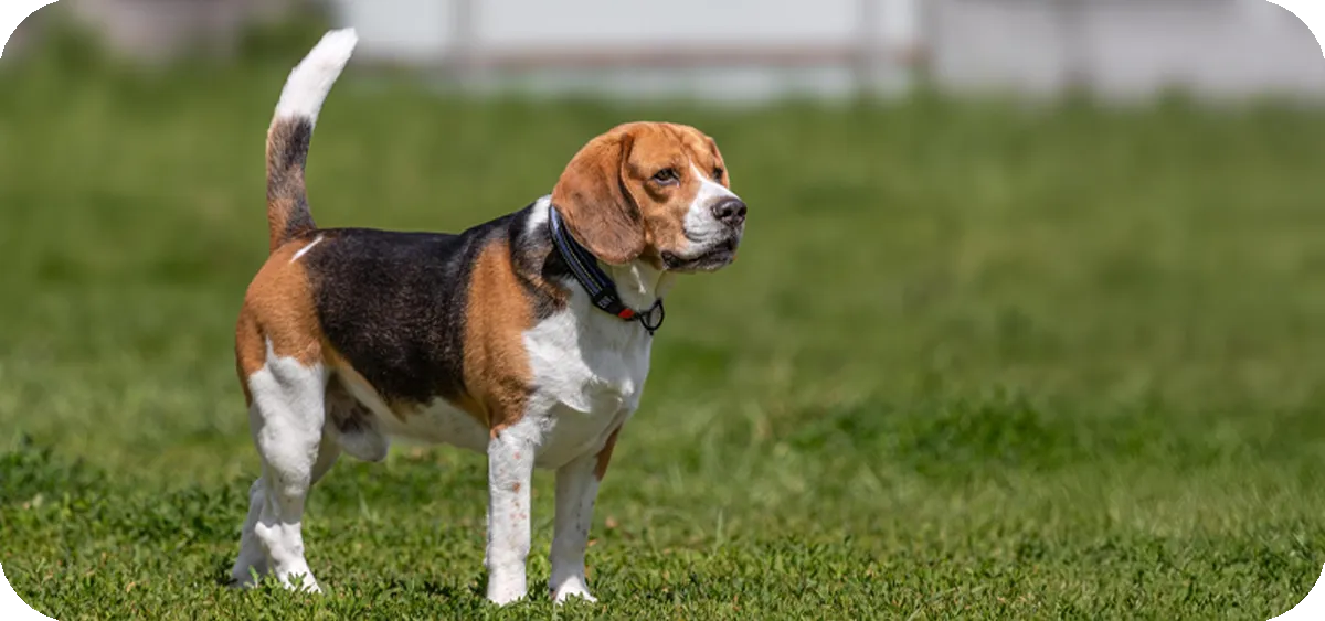 4. El Beagle, la raza con uno de los mejores olfatos del mundo