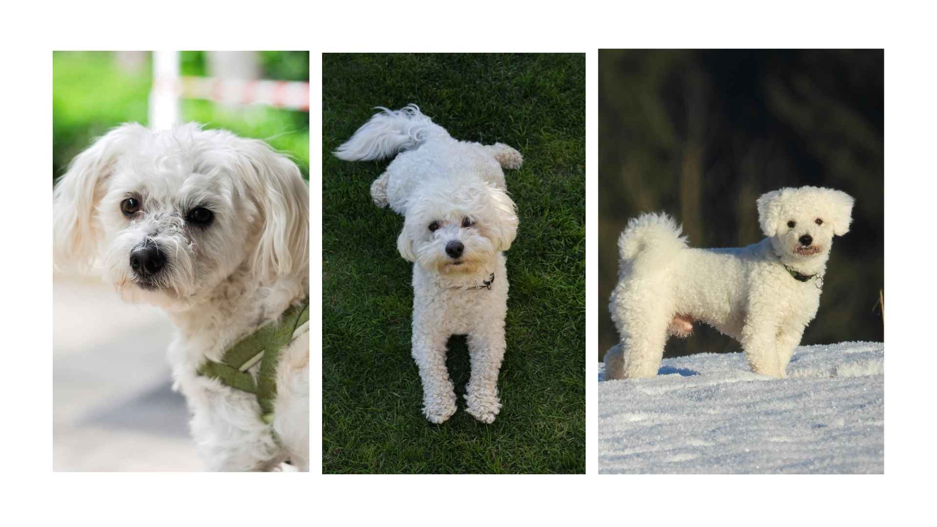 Razas de Perros Pequeños: Amor en Miniatura 9 Bichón Frisé