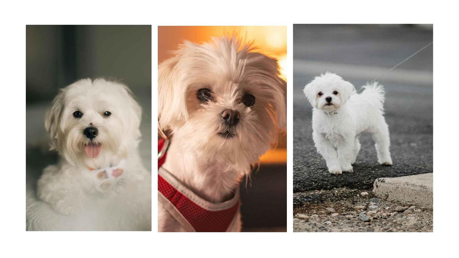 Razas de Perros Pequeños: Amor en Miniatura 10 Bichón Maltés