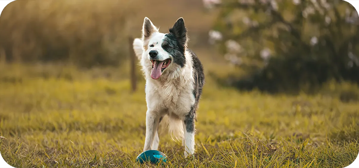 1. El Border Collie, la raza más inteligente, perfecta para familias muy activas