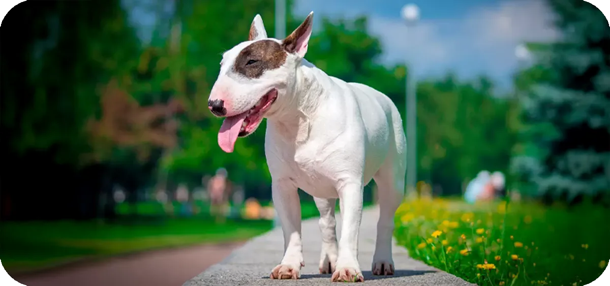 12. El Bull Terrier, un perro mediano que combina fuerza, múscula y carácter juguetón
