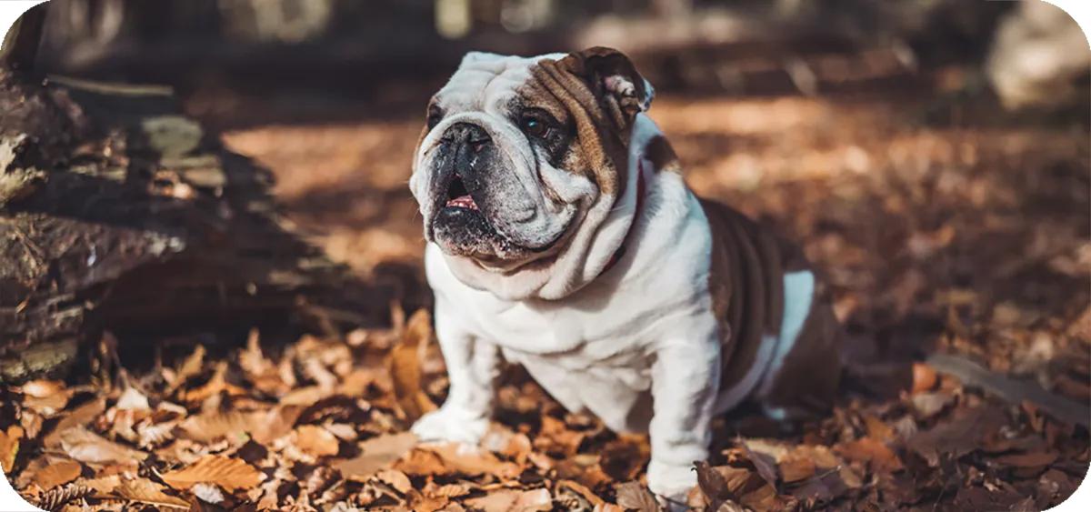 2. El Bulldog Inglés, conocido por su naturaleza amable y afectuosa