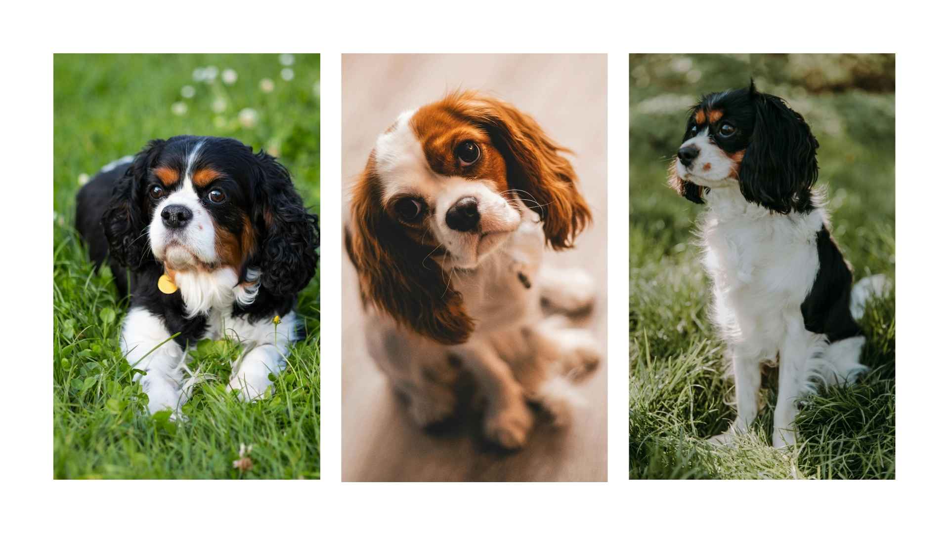 Razas de Perros Pequeños: Amor en Miniatura 11 Cavalier King Charles Spaniel