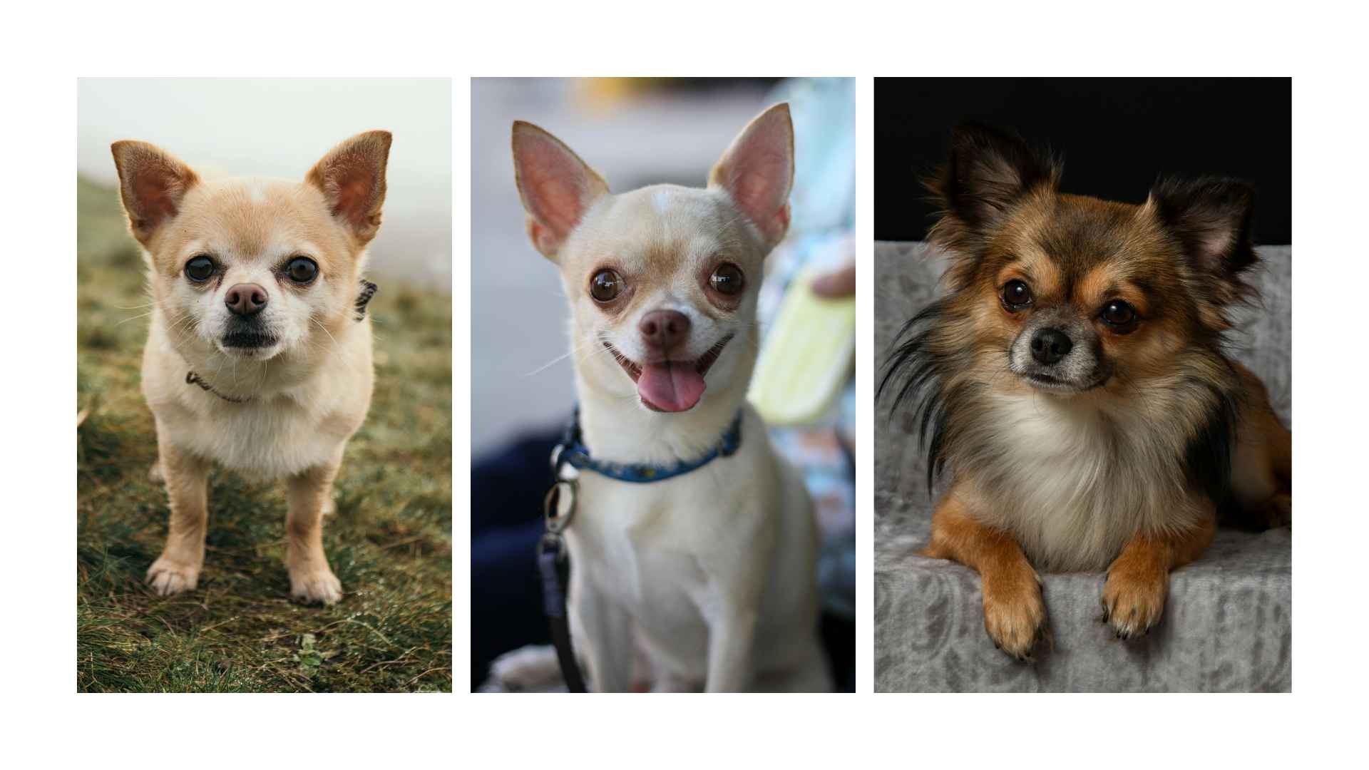 Razas de Perros Pequeños: Amor en Miniatura 3 Chihuahua