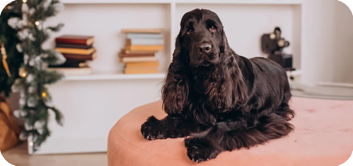 5. El Cocker Spaniel Inglés, la raza de perro que combina el instinto cazador y la vida familiar