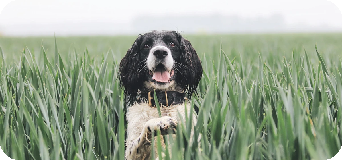7. El Springer Spaniel Inglés, una raza mediana inteligente y activa ideal para hogares activos