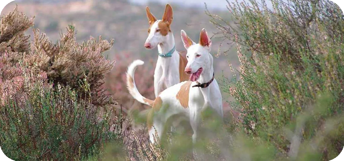 18. El Podenco, ágil, veloz y resistente, perfecto para hogares siempre preparados para la aventura