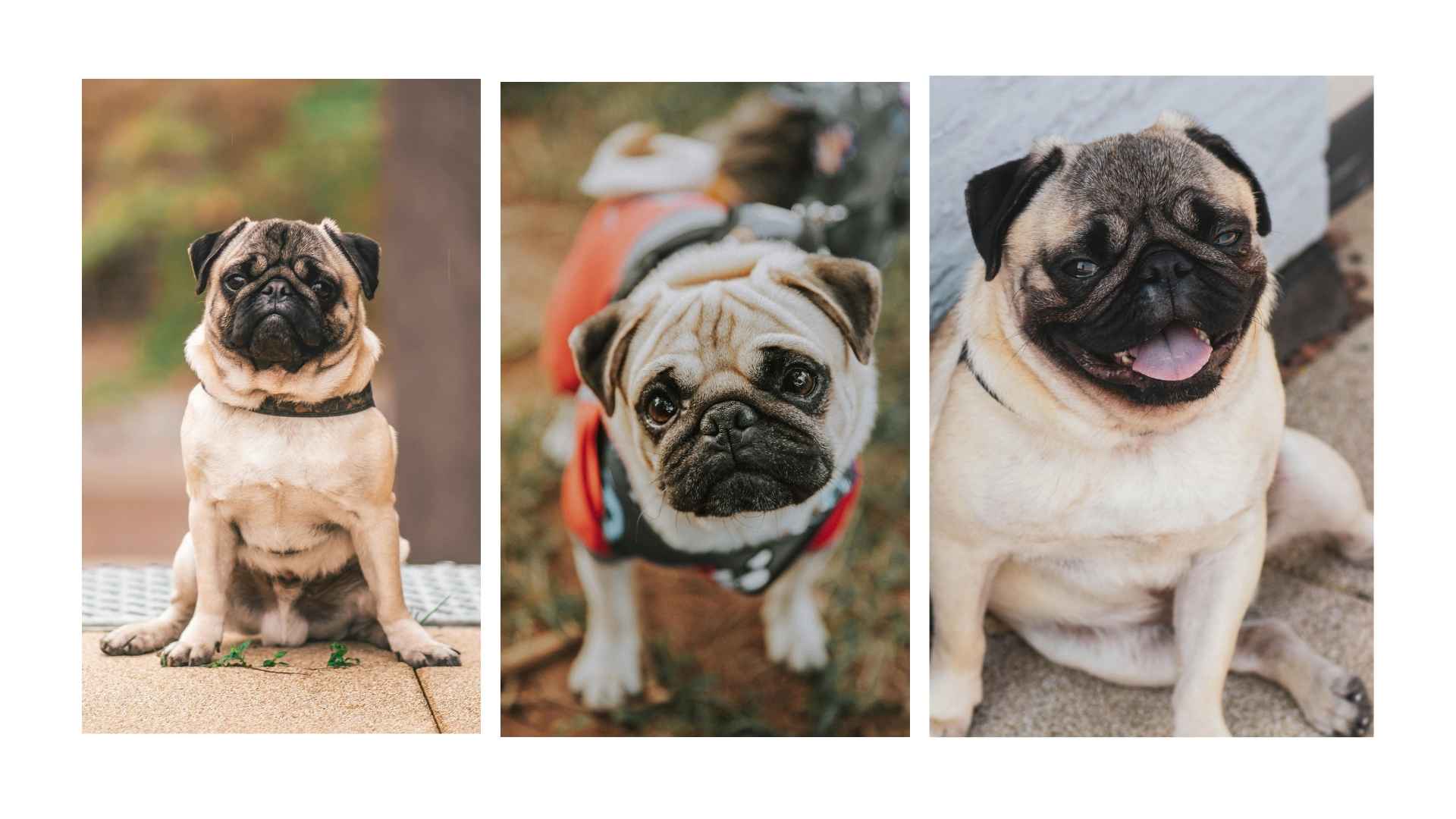 Razas de Perros Pequeños: Amor en Miniatura 16 Pug
