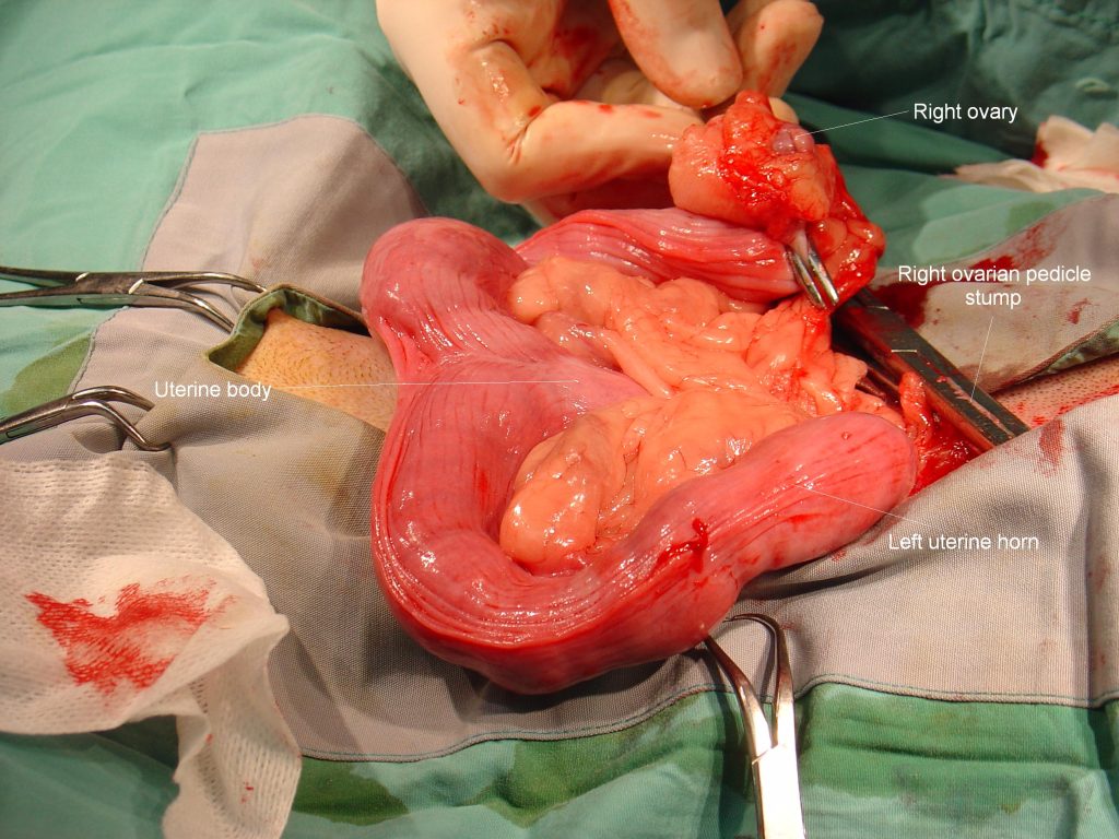 Pyometra annotated
