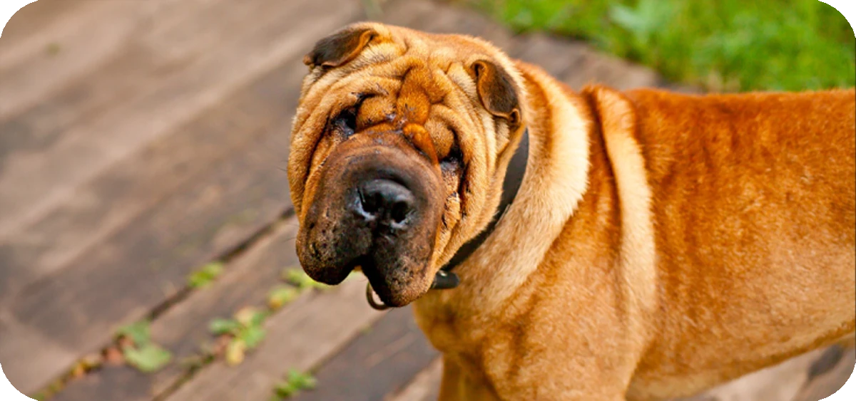 20. El Shar Pei, una raza tranquila y cariñosa de piel arrugada