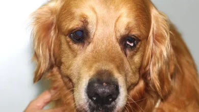 Sindrome de Horner en perros principal