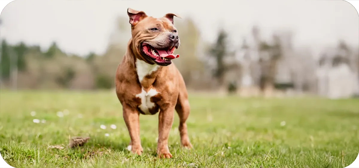 13. El Staffordshire Bull Terrier (Staffy), una raza que une un físico compacto, fuerte y musculoso con un carácter familiar