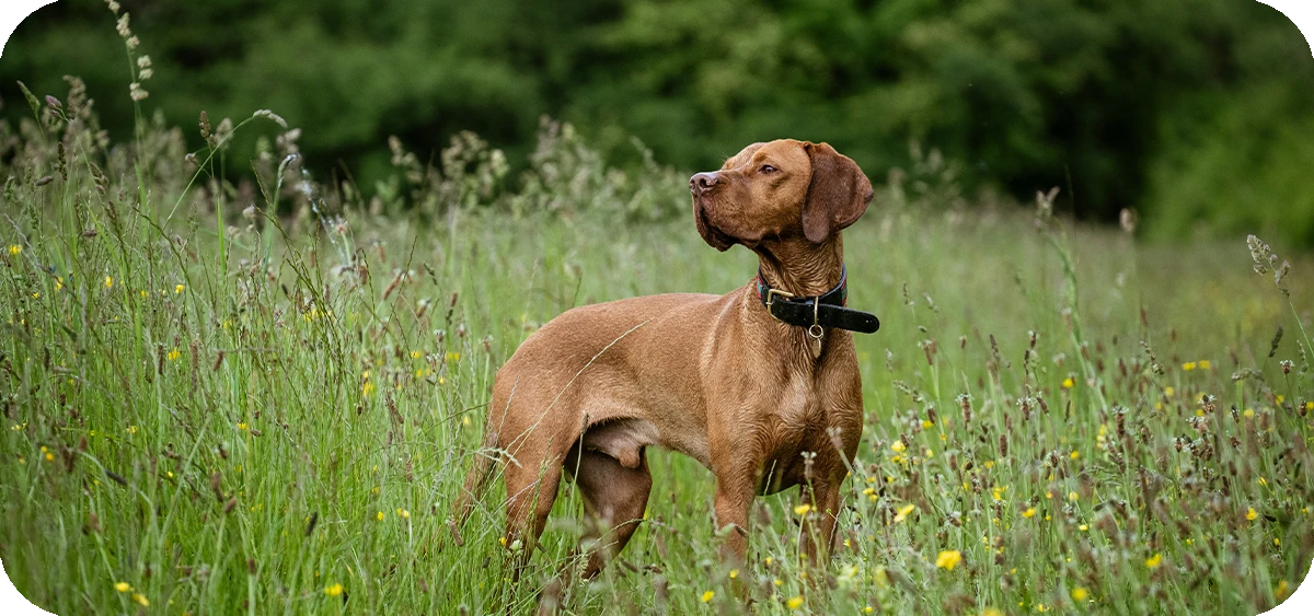 14. El Vizsla, elegante y atlético, ideal para familias activas que buscan un compañero lleno de vitalidad