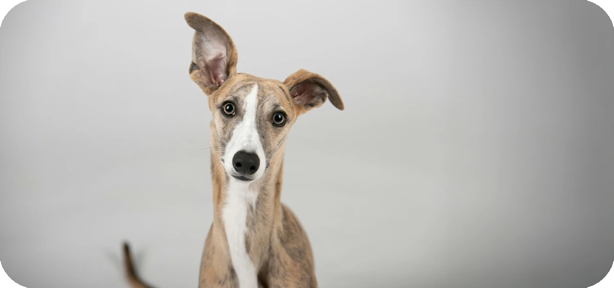 8. El Whippet, la raza mediana más rápida