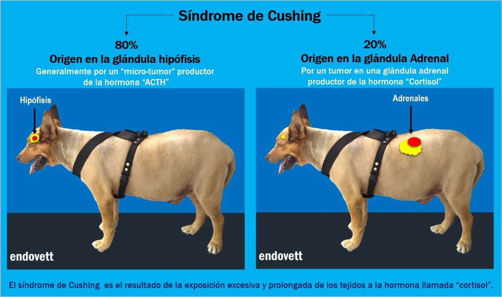 cushing