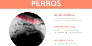 ¿Cuáles son las causas principales del síndrome de malabsorción en perros?