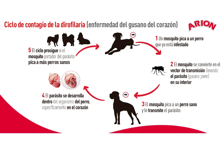 Amebas en perros: síntomas, tratamiento y cómo prevenirlas 4 ¿Cómo puedo identificar si mi perro está infectado por amebas?