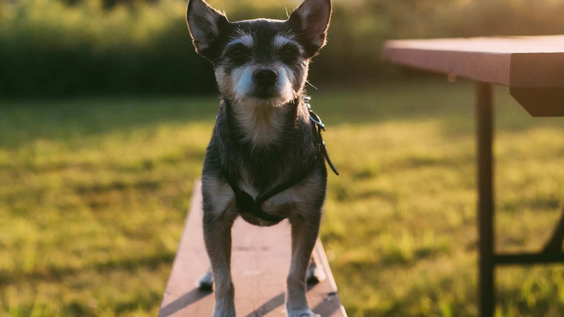Razas de Perros Pequeños: Amor en Miniatura 19 perrito pequeño