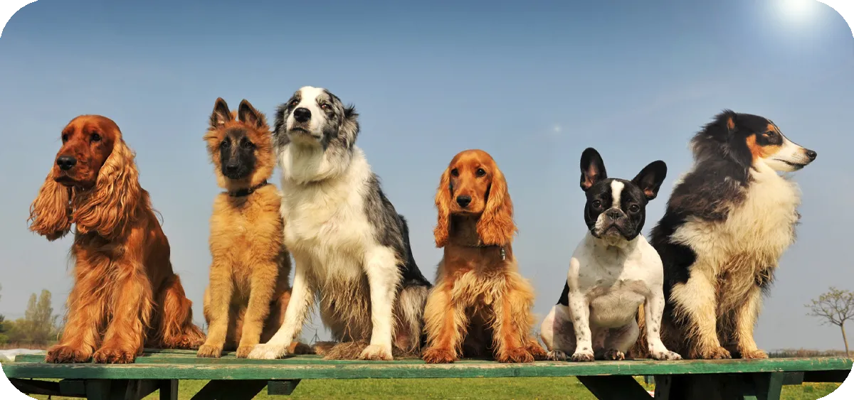 perros%20medianos.webp