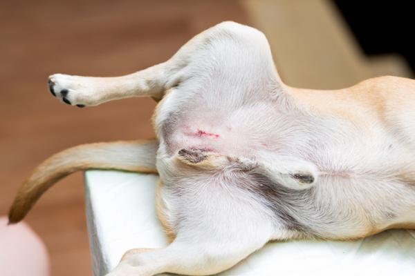 ablacion escrotal en perros Cuidados postoperatorios y señales de alerta