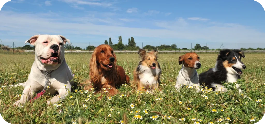razas perros medianos