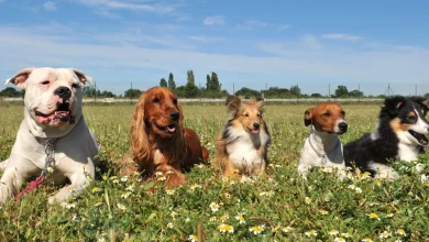 razas perros medianos