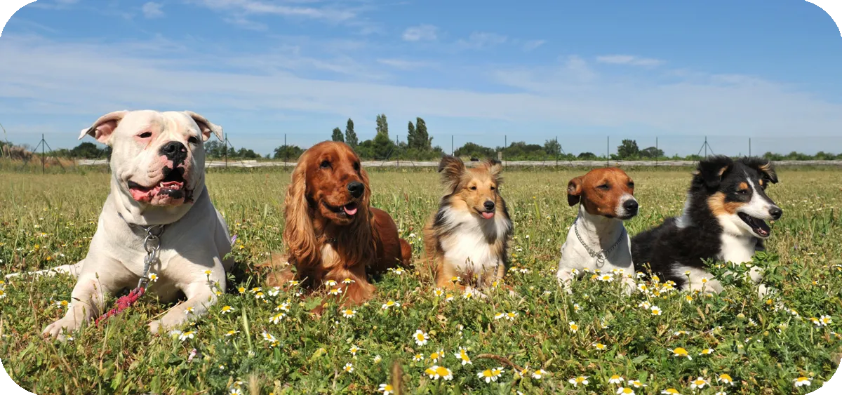 razas-perros-medianos.webp