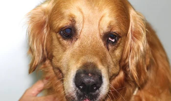 ¿Cuál es el tratamiento para el síndrome de Horner en perros?