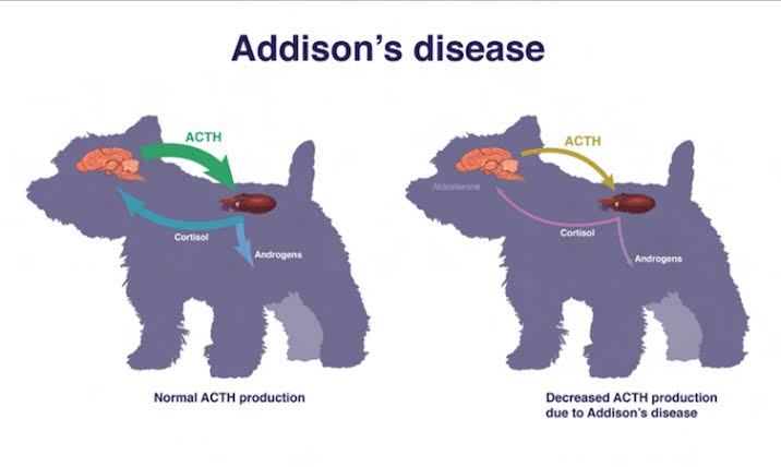 ¿Cuál es la esperanza de vida de un perro diagnosticado con Addison?