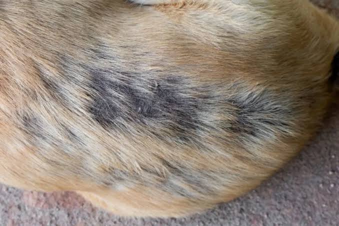 adenitis sebacea en perros Diferencias entre esta patología y otras enfermedades de la glándula sebácea