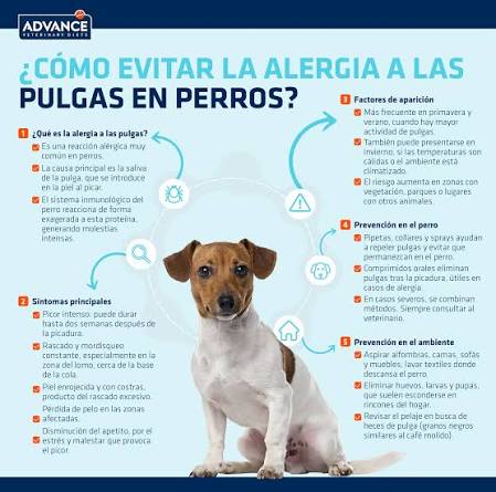 ¿Cómo calmar la picazón en la piel de un perro alérgico?