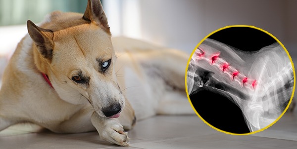 Síndrome de Wobbler en perros: causas, síntomas y tratamiento 1 sindrome di wobbler