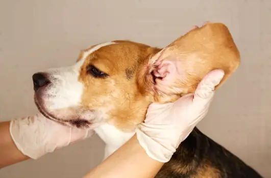 sindrome vestibular en perros Señales de alerta que exigen correr al veterinario