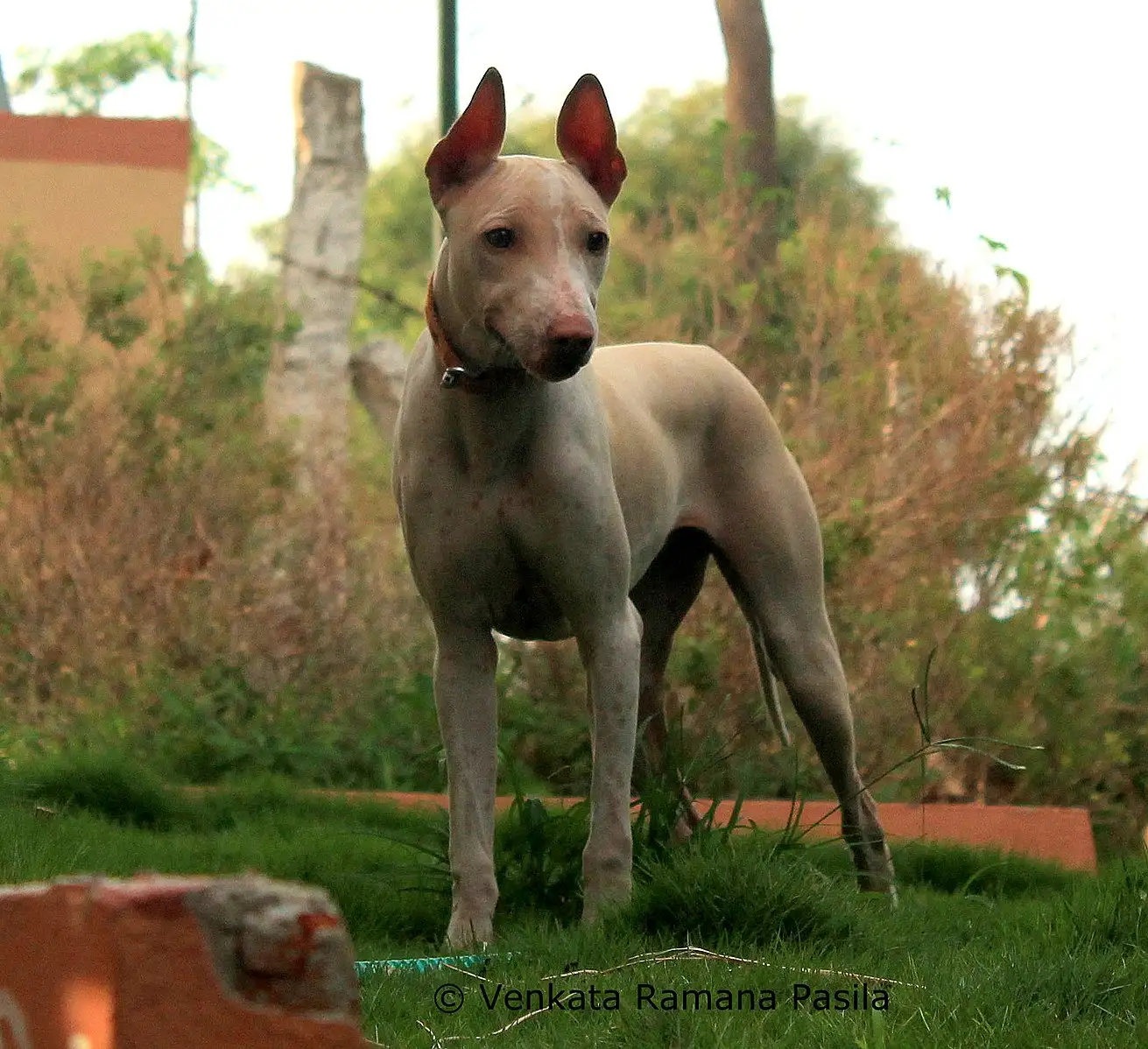 Perro Jonangi parado sobre el pasto