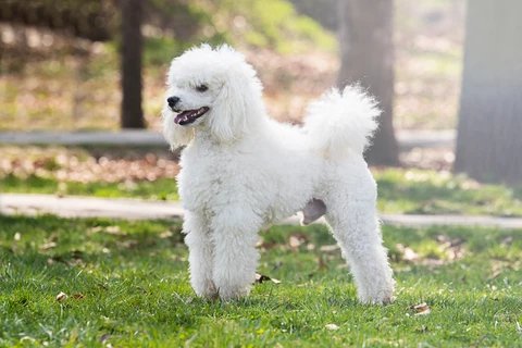 6. Caniche