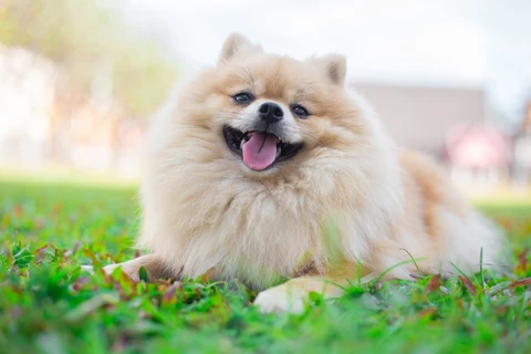 5. Pomerania