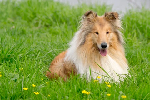 3. Collie