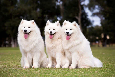 2. Samoyedo: estrella entre las Razas de Perros Esponjosos
