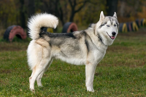 15. Husky Siberiano