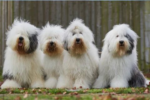 12. Bearded Collie / Old English Sheepdog