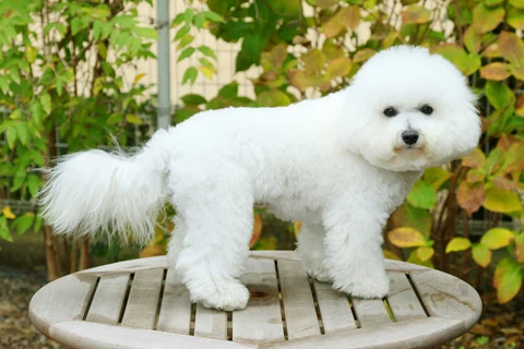 9. Bichón Frisé