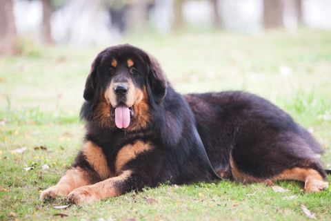 8. Mastín Tibetano