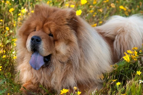 7. Chow Chow