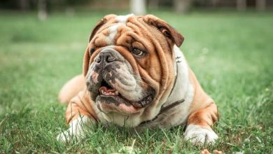202503bec wrinkly dog hero 1024x548 1
