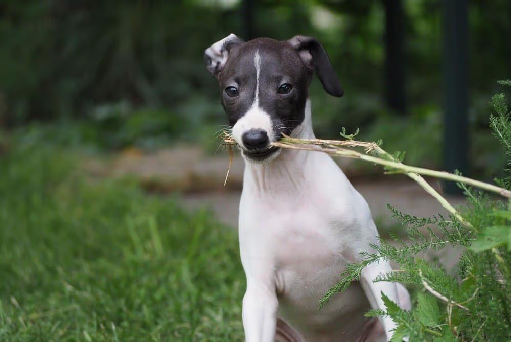 16 Razas de Perros Delgados que debes conocer 5 Cachorro de galgo italiano afuera