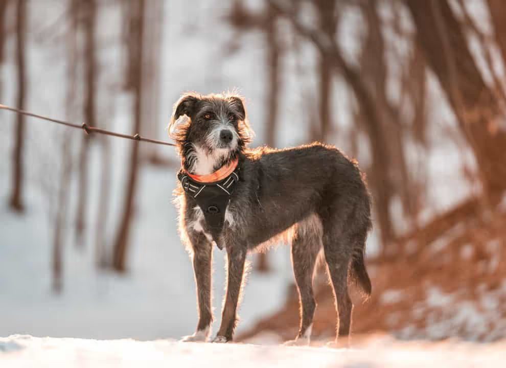 16 Razas de Perros Delgados que debes conocer 10 Un galgo irlandés paseando con correa.