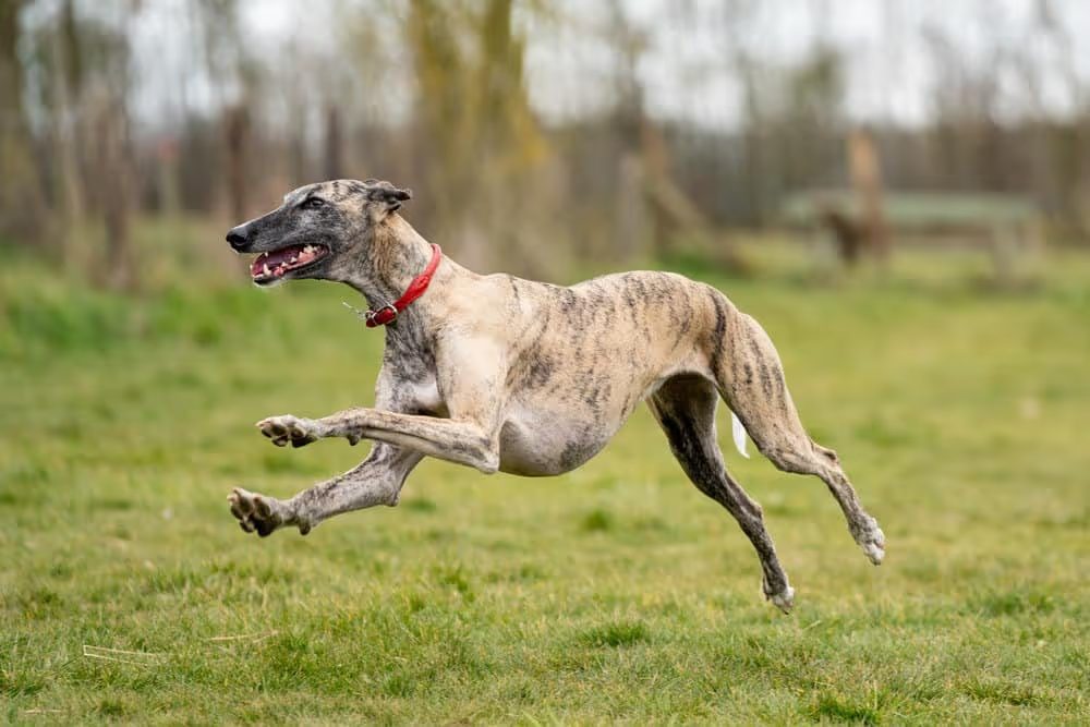 16 Razas de Perros Delgados que debes conocer 2 Galgo inglés corriendo