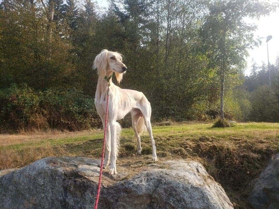 16 Razas de Perros Delgados que debes conocer 7 6. Saluki